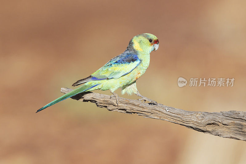 Mallee Ringneck Parrot, Cunnamulla, QLD, Australia